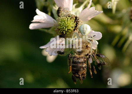 Krabbenspinne (Misumena Vatia) gefangen eine Honigbiene (Apis Mellifera). Das Tier ist von parasitischen fliegen belästigt. Stockfoto