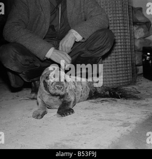 Heutige Bilder von Ken Jones von St. Agnes, Cornwall mit Dichtungen, die er vor kurzem in einem kranken Zustand aus dem Meer gerettet hat. Ein Baby-Robbe jetzt wieder fit und mit einem Gewicht von etwa 60 lbs Dezember 1969 Z11745-005 Stockfoto