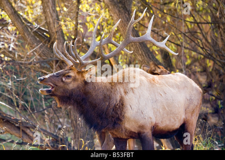 Riesigen Stier Elch Hörner vor goldenen Herbst Espe Bäume Stockfoto