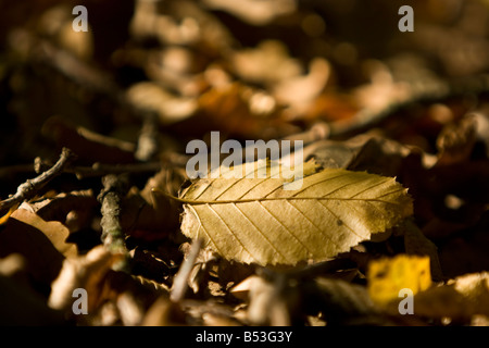 ein Herbst Blatt auf den Boden Stockfoto