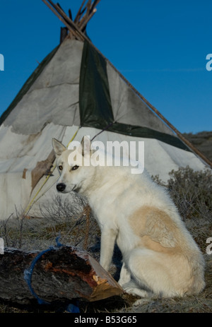 Hund in der Tsaatan Feldlager nördlichen Mongolei Stockfoto