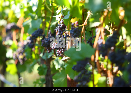 Pinot Noir Trauben Willamette Valley Oregon USA Stockfoto