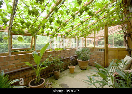 Unbekannte Rebsorte wächst in einem Lancashire-Wintergarten Stockfoto