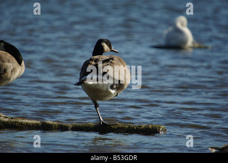 Eine Gans durch Balancieren auf einem Bein ruht Stockfoto