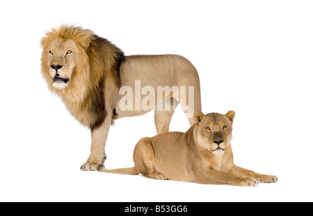 Löwin und Löwe Panthera Leo vor einem weißen Hintergrund Stockfoto