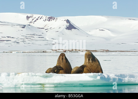 Walross (Odobenus rosmarus). Zwei Erwachsene liegen auf Eis Stockfoto