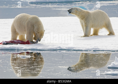 zwei Eisbären mit Beute / Ursus Maritimus Stockfoto