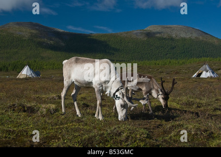 Rentiere in das Feldlager Tsaatan Norden der Mongolei Stockfoto