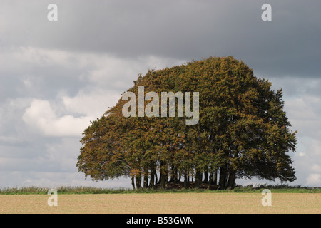 Buschbäume entlang des Ridgeway National Trail bei Marlborough, Wiltshire, England, Großbritannien Stockfoto