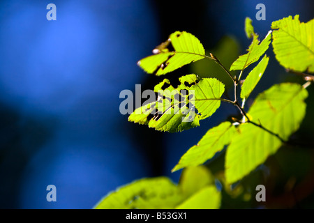 Grünes Blatt, das von Insekten gefressen wird Stockfoto