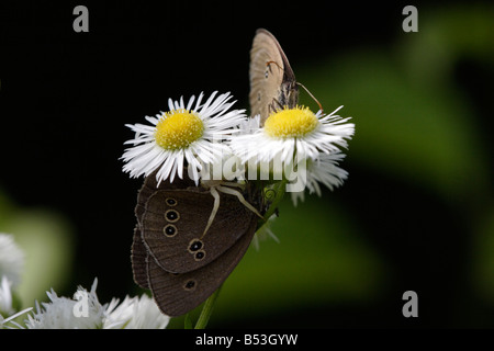 Krabben Sie-Spinne (Misumena Vatia) gefangen Ringel (Aphantopus Hyperantus) Stockfoto