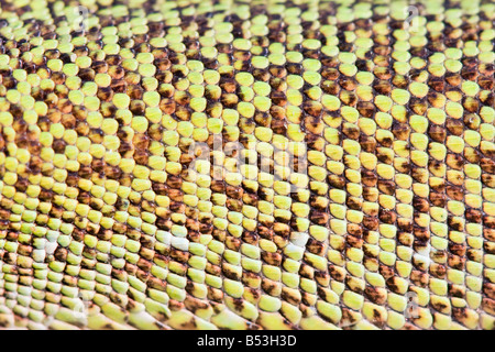 Balkan grüne Eidechse, Lacerta trilineata Stockfoto