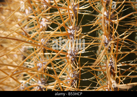 Stacheln des riesigen Cardon Kaktus (Echinopsis Atacamensis) von Isla del Pescado am Salar de Uyuni, Bolivien. Stockfoto