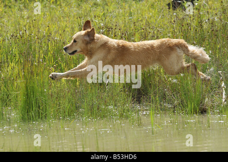 Golden Retriever, Sprung ins Wasser Stockfoto