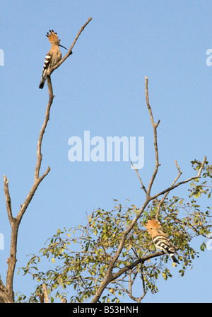 Ein paar der Wiedehopf in einem Baum, Ranthambore Nationalpark, Rajasthan, Indien Stockfoto