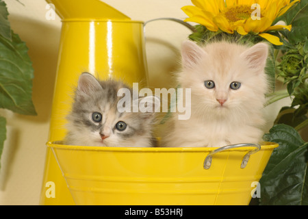 Sibirische Waldkatze - zwei Kätzchen sitzen im Eimer Stockfoto