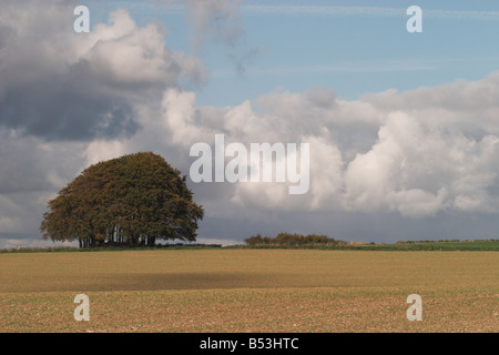 Baumbestand der Buchenbäume entlang des Ridgeway National Trail bei Marlborough, Wiltshire, England, Großbritannien Stockfoto