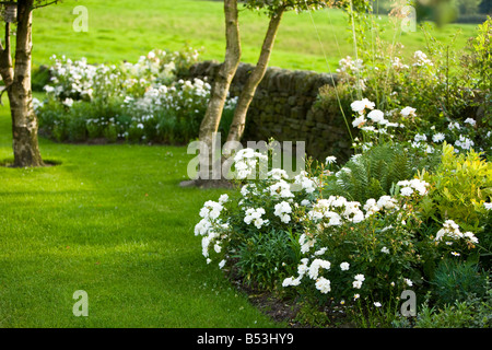 Silber-Birken und weiße Rosen in einen Garten Stockfoto