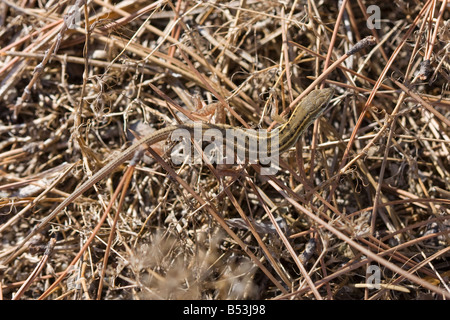 Ophisops Elegans, Schlange-eyed Eidechse, Schlange-eyed Lacertid Stockfoto