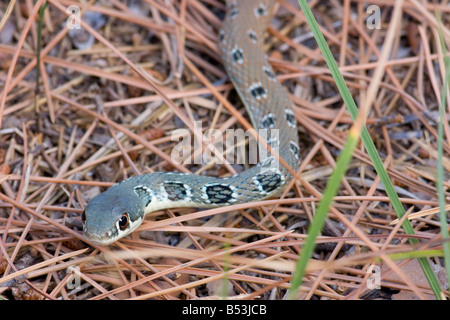 Dahls Peitsche Schlange, Platyceps najadum Stockfoto