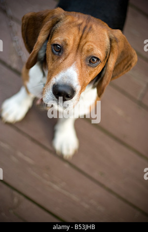 Ein junger Beagle Hund schaut in die Kamera aus Neugier Stockfoto