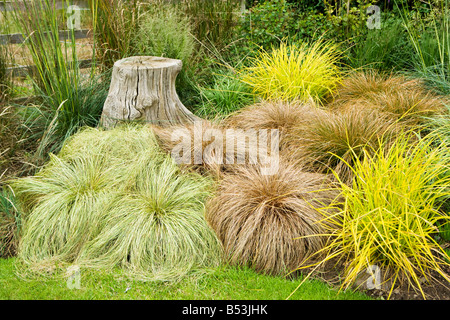 Carex Frosted Curls, Carex Comans Bronze, Carex Testacea und Carex Elata aurea Stockfoto