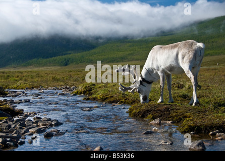 Rentier in die Tsaatan Feldlager Norden der Mongolei Stockfoto