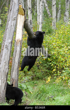 Schwarzbär Ursus Americanus Mutter weibliche klettert auf einen umgestürzten Baum mit beiden Füßen vom Boden Stockfoto