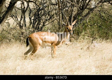 Eine männliche indische Gazelle, "Gazella Bennettii", im Ranthambore Nationalpark, Rajasthan, Indien Stockfoto