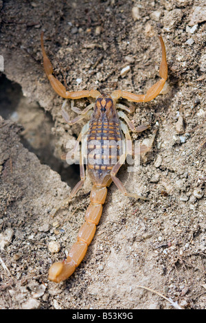 Gemeinsamen europäischen Scorpion, Buthus occitanus Stockfoto