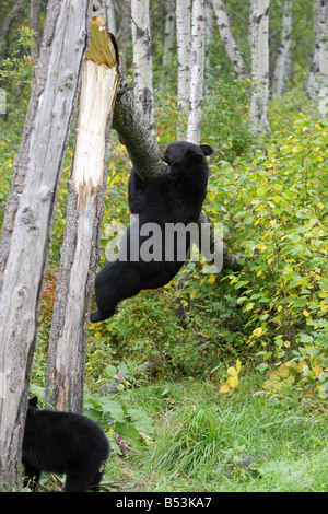 Schwarzbär Ursus Americanus Mutter weibliche klettert auf einen umgestürzten Baum mit beiden Füßen vom Boden Stockfoto