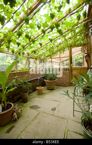 Unbekannte Rebsorte wächst in einem Lancashire-Wintergarten Stockfoto