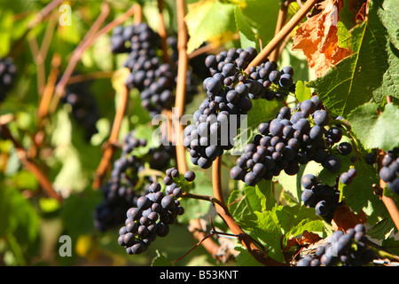 Pinot Noir Trauben Willamette Valley Oregon USA Stockfoto