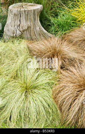 Carex Frosted Curls, Carex Comans Bronze, Carex Testacea und Carex Elata aurea Stockfoto