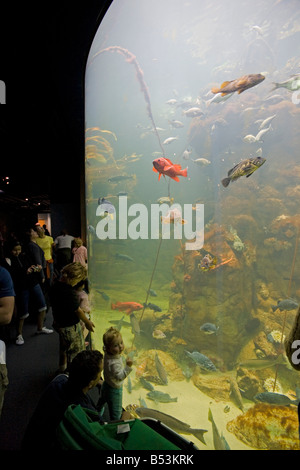 Northern California Coast Exhibit Kalifornien Akademie von Wissenschaften Golden Gate Park San Francisco Kalifornien, USA Stockfoto