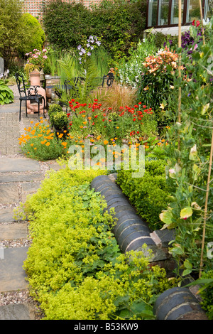 Ziegel-Einfassung und Alchemilla Mollis Stockfoto