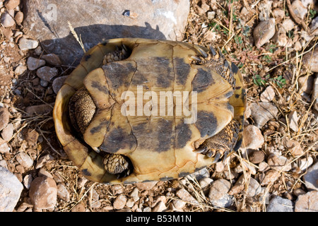 Hermanns die Schildkröten, Testudo hermanni Stockfoto