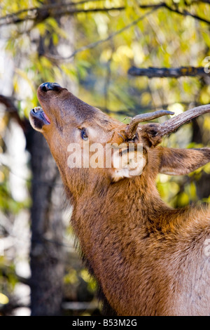 Junger Stier Elch hallten in die herbstlichen Wälder Stockfoto