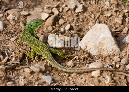 Balkan grüne Eidechse, Lacerta trilineata Stockfoto