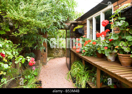 zonale Pelargonien wachsen in einer schattigen Ecke. Stockfoto