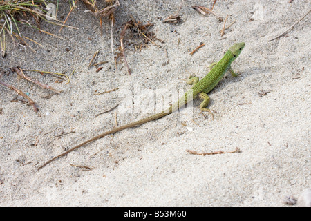 Balkan grüne Eidechse, Lacerta trilineata Stockfoto