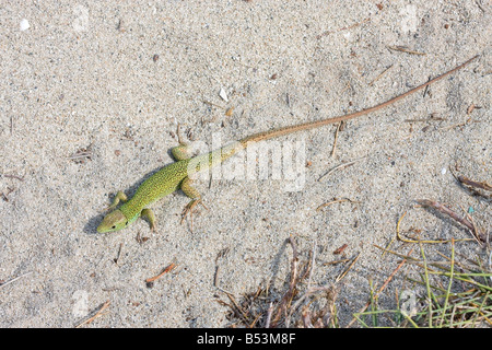 Balkan grüne Eidechse, Lacerta trilineata Stockfoto