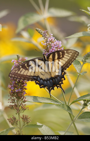 Östliche Tiger Schwalbenschwanz Schmetterling Stockfoto