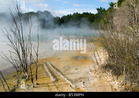 Geothermischen Quellen in Kuirau Park, Rotorua, Nordinsel, Neuseeland Stockfoto