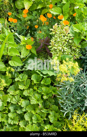Mohn und andere kleine Pflanzen in einem Garten Stockfoto