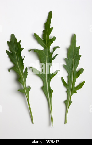 Drei Rucola Stockfoto