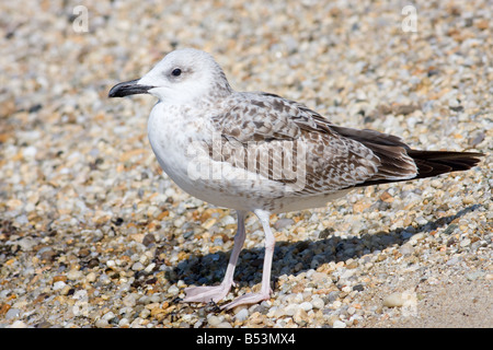 Juvenile Yellow-legged Möve Larus michahellis Stockfoto