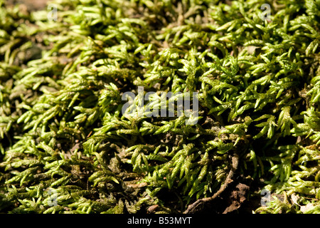 Nahaufnahme von Anomodon Moos (Anomodon Rostratus) auf dem Boden. Stockfoto