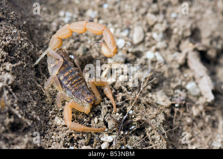 Gemeinsamen europäischen Scorpion, Buthus occitanus Stockfoto