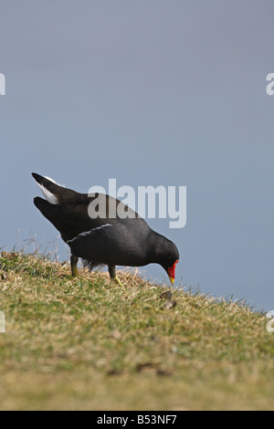 MOORHEN Gallinula Chloropus Fütterung neben hohen BANK Stockfoto